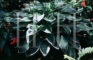 Picture of Hosta  'Crispula'