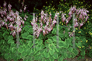 Picture of Hosta  'Golden Tiara'