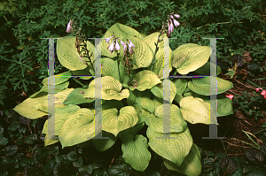 Picture of Hosta  'Zounds'