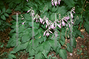 Picture of Hosta  'Vilmoriniana'