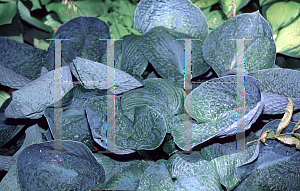Picture of Hosta  'Big Daddy'