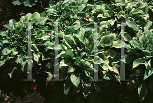 Picture of Hosta capitata 'Naikaimo'