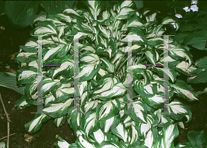 Picture of Hosta  'Undulata'