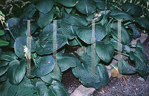 Picture of Hosta  'Wrinkles and Crinkles'