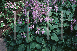 Picture of Hosta  