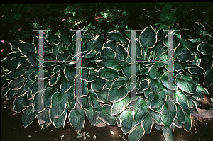 Picture of Hosta  'Crowned Imperial'