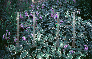 Picture of Hosta decorata 