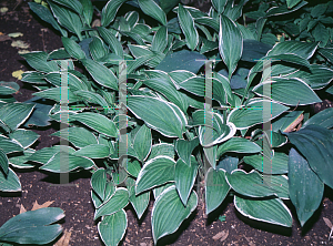 Picture of Hosta sieboldiana 