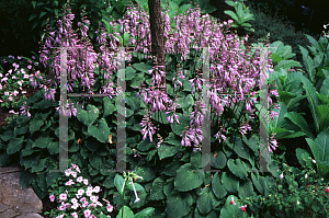 Picture of Hosta  