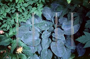 Picture of Hosta  'Hadspen Blue'