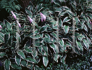 Picture of Hosta  'See Saw'