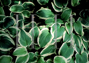 Picture of Hosta  'Shade Fanfare'