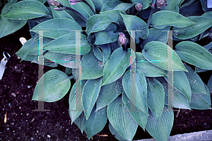 Picture of Hosta  'Halcyon'