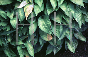 Picture of Hosta  'Elata'