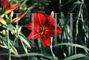 Picture of Hemerocallis  'Dewey Roquemore'