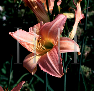 Picture of Hemerocallis  'Nob Hill'