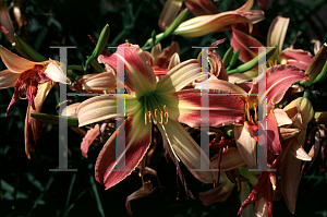 Picture of Hemerocallis  'Patricia Fay'