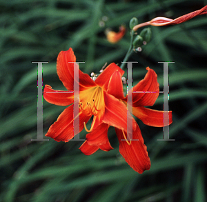 Picture of Hemerocallis  'Tejas'