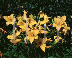 Picture of Hemerocallis  'Chicago Sunrise'