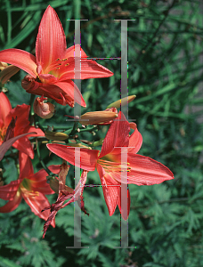 Picture of Hemerocallis  'Fashion Model'