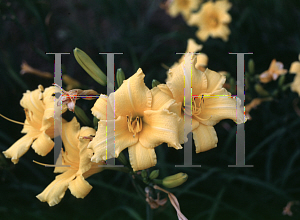 Picture of Hemerocallis  'Ringlets'