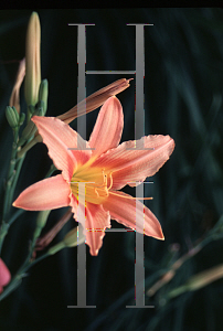 Picture of Hemerocallis  'Tea Rose'