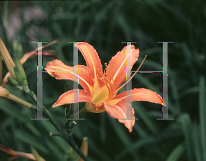 Picture of Hemerocallis fulva 