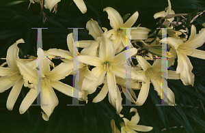 Picture of Hemerocallis  'Hesperus'