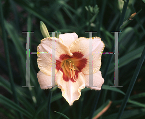 Picture of Hemerocallis  'Gay Cravat'