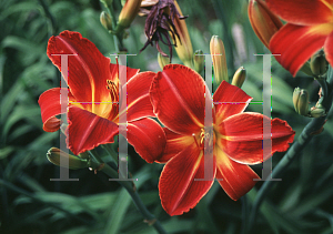 Picture of Hemerocallis  'Allegiance'