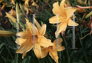 Picture of Hemerocallis  'Golden Hours'