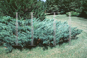 Picture of Juniperus sabina 'Blue Danube'
