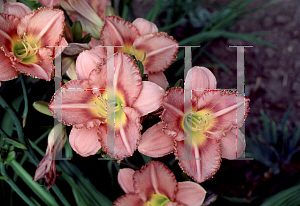 Picture of Hemerocallis  'Lavender Aristocrat'