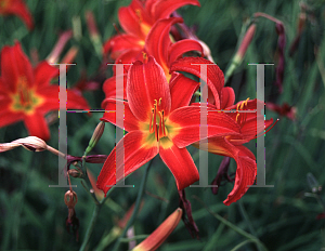 Picture of Hemerocallis  'Black Cherry'