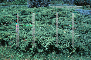 Picture of Juniperus chinensis 'Pfitzeriana'