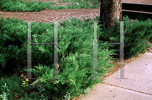 Picture of Juniperus chinensis 'Sea Green'