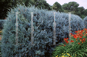 Picture of Juniperus scopulorum 'Wichita Blue'