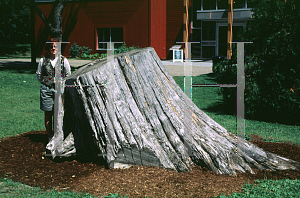 Picture of Juniperus virginiana 