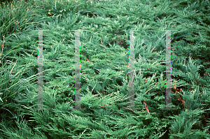 Picture of Juniperus sabina 'Arcadia'