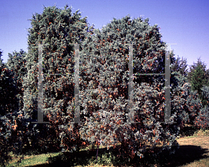 Picture of Juniperus scopulorum 'Hillborne Silver Globe'