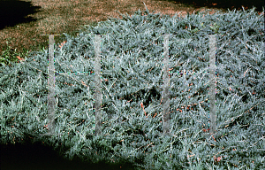 Picture of Juniperus scopulorum 'Horizontalis'