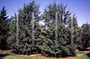 Picture of Juniperus virginiana 'Fillfera'