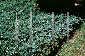 Picture of Juniperus horizontalis 'Dunvegan Blue'
