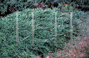 Picture of Juniperus chinensis 'Rockery Gem'