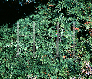 Picture of Juniperus sabina 'Monna (Calgary Carpet)'