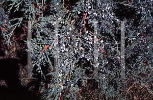 Picture of Juniperus virginiana 'Grey Owl'
