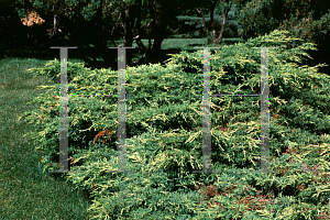 Picture of Juniperus chinensis 'Bakaurea(Gold Star)'