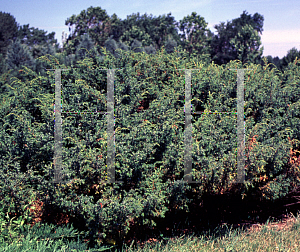 Picture of Juniperus communis var. depressa 