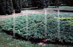 Picture of Juniperus horizontalis 'Glauca'