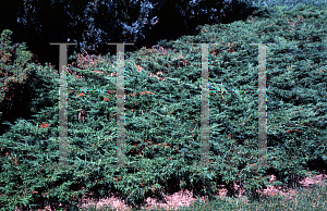 Picture of Juniperus sabina 'Skandia'